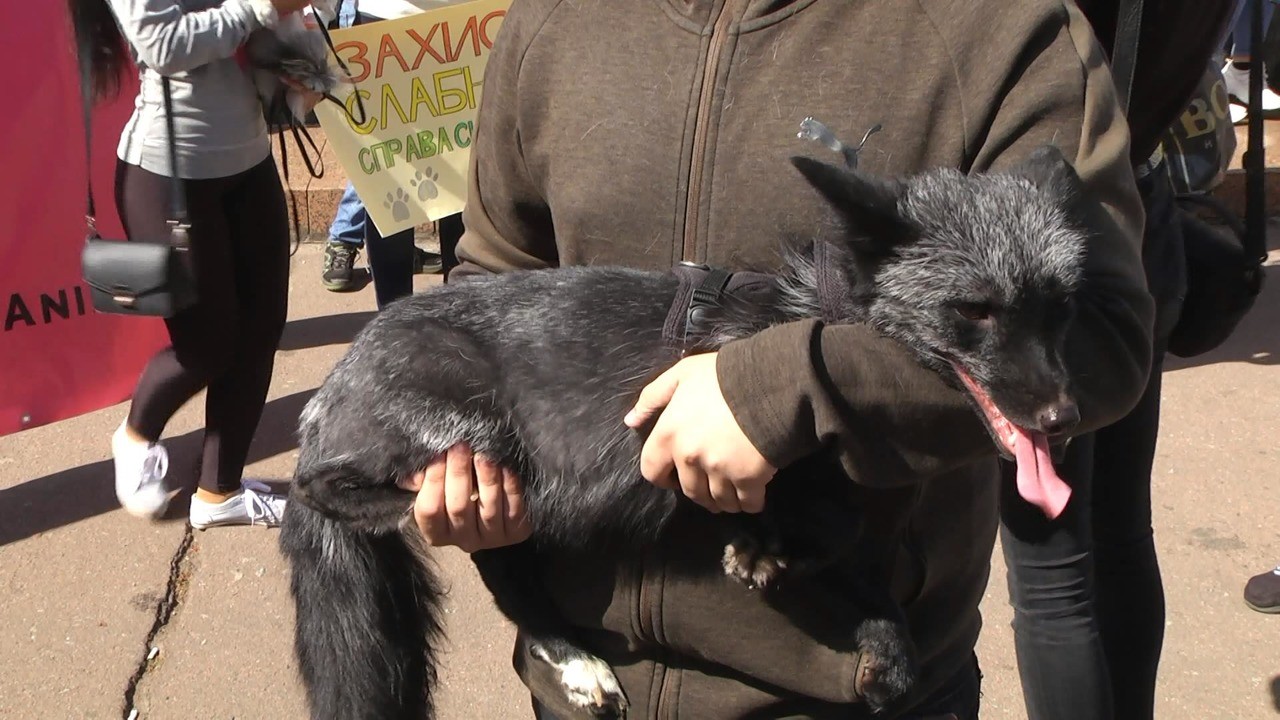 Всеукраїнський марш за права тварин  вдруге відбувся в Хмельницькому