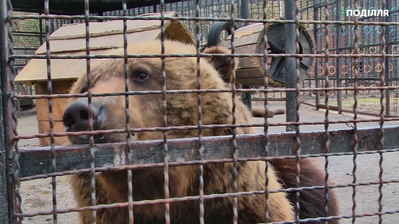 Ведмедів з парку Чекмана передадуть до реабілітаційного центру в Львівську область