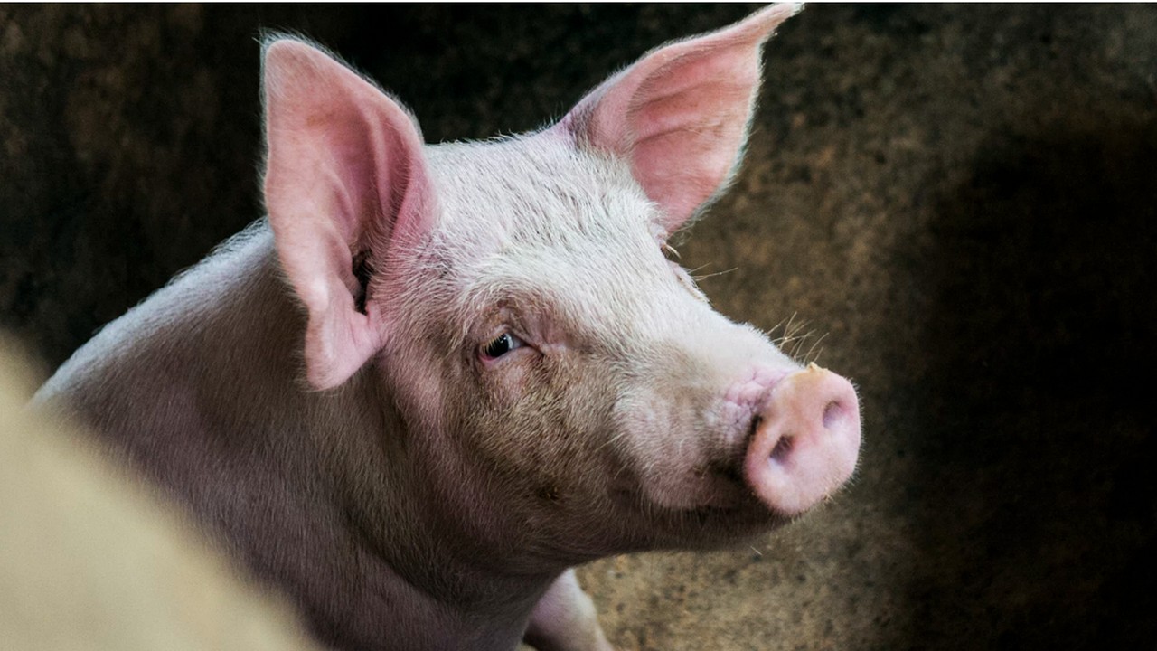 Нові випадки захворювань свиней на африканську чуму зареєстрували на Хмельниччині