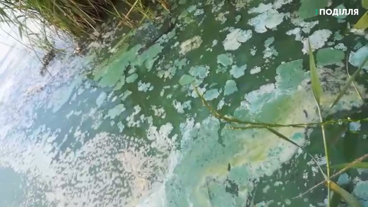 Зеленими плямами вкрилася річка Південний Буг у Хмельницькому