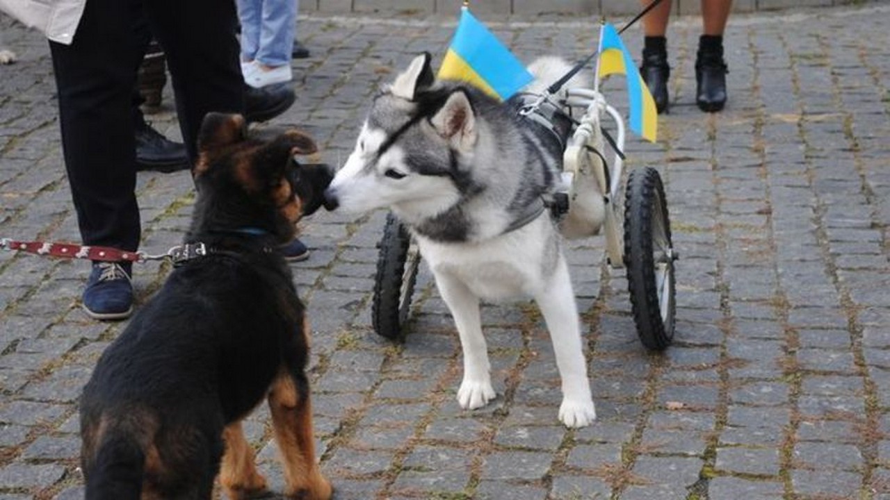 Всеукраїнський марш за права тварин вдруге відбудеться в Хмельницькому